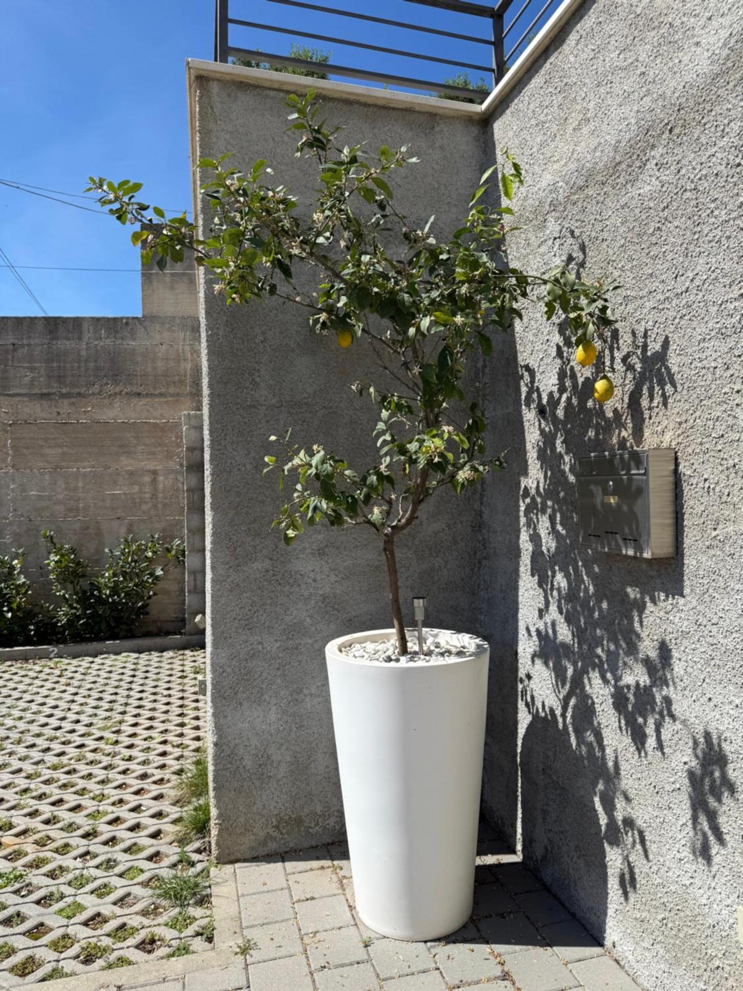 Lemon Tree Dubrovnik Apartments エクステリア 写真